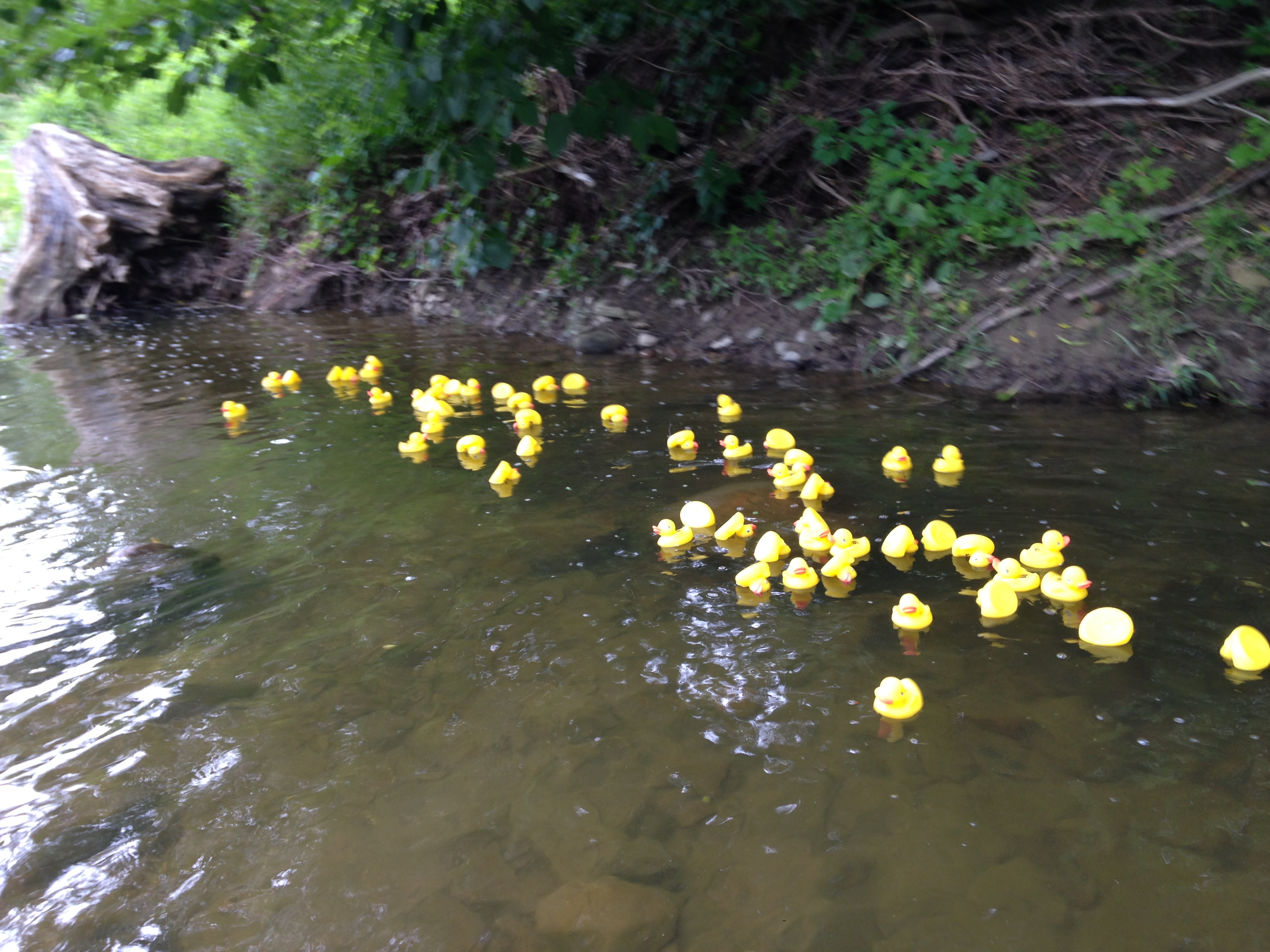 duck race 18